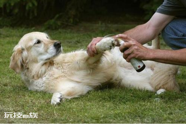 家里养狗狗怎么去除家里的味道(养狗的臭味消除小妙招)-图片4